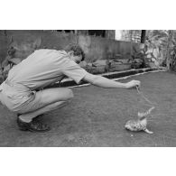 Un chaton, mascotte d'un militaire du train, peut-être au camp d'Arue.