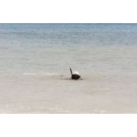 Baignade à Moruroa (Mururoa) de membres de la délégation de la commission de la Défense nationale.