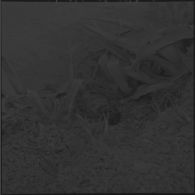 Sabotage manqué sur la ligne Oran-Alger. Cadavre sur le bas-côté de la voie  ferrée.