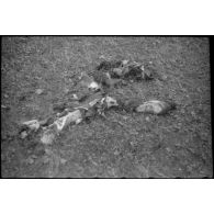 Cadavre d'un soldat allemand dans le secteur de Balgau.