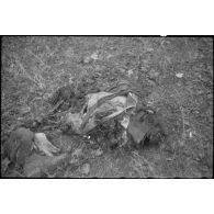 Cadavre d'un soldat allemand dans le secteur de Balgau.