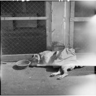 Chenil du camp de concentration de Dachau libéré.