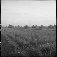 Des chars Sherman d'une unité de la 2e division blindée (2e DB) défilent à l'issue d'une prise d'armes près d'Augsbourg.