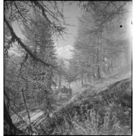 Char léger Stuart M5 A1 du 1er régiment de fusiliers marins (RFM).