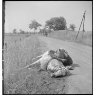 Plan général d'une route avec au premier plan un cadavre de cheval.