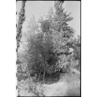 Une pièce de 8,8 cm FlaK camouflée par la végétation.