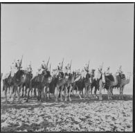 Ouargla. Compagnie méhariste montée pendant la cérémonie.