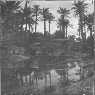 Taghit. Oasis et Palmeraie.