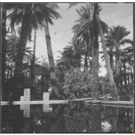 Taghit. Oasis et Palmeraie.