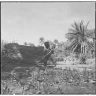 Taghit. Foyer agricole. Différents carrés de semences travaillés par les élèves sous la direction des militaires du contingent.