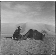 Taghit. Des dromadaires.