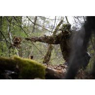 Un soldat du 2e régiment de hussards (RH) récolte des feuilles pour le camouflage d'une cache d'observation en forêt de Ville-sous-la-Ferté.