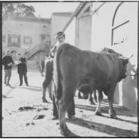Ferme expérimentale du Kroub. Les taureaux à vendre.