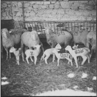 Ferme expérimentale du Kroub. Les moutons et les agneaux.