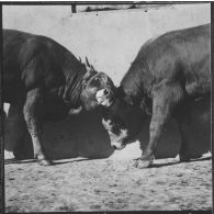 Ferme expérimentale du Kroub. Une dispute entre deux taureaux.