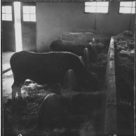 Ferme expérimentale du Kroub. Les étables.