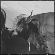 Ferme expérimentale du Kroub. Les taureaux attendent les acheteurs.
