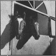Ferme expérimentale du Kroub. Les chevaux au râtelier.