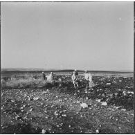 Ouled Zid. La population civile vient ramasser le bois que les bulldozers de la Défense et Restauration des sols (DRS) ont arraché.