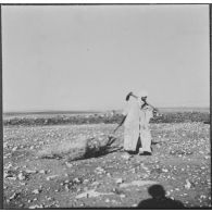 Ouled Zid. La population civile vient ramasser le bois que les bulldozers de la Défense et Restauration des sols (DRS) ont arraché.