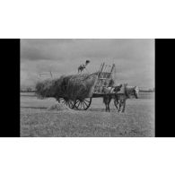 Champs de bataille canadiens en Normandie : un an après.