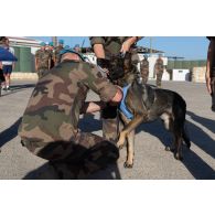 Un chien du 132e régiment d'infanterie cynotechnique (RIC) est décoré de la médaille d'Outre-mer à Deir Kifa, au Liban.