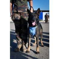 Portrait d'un chien du 132e régiment d'infanterie cynotechnique (RIC) décoré de la médaille d'Outre-mer à Deir Kifa, au Liban.