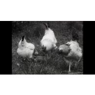 Fonds cinématographique de Pierre Marrel. Film « Kerrata. Hélicoptère. Plage Aokas ».