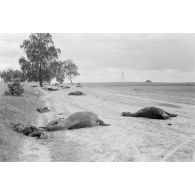 Cadavres de cavaliers russes et de leur monture, fauchés par les combats.