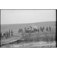 Un Nashorn traverse la passerelle de bois.