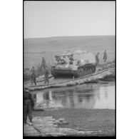 Un Nashorn traverse la passerelle de bois.