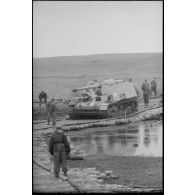 Un Nashorn traverse la passerelle de bois.