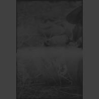 Un cadavre de partisan soviétique lors de combats au nord de Lepel.