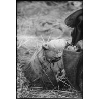 Un cadavre de partisan soviétique lors de combats au nord de Lepel.
