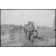 Progression difficile d'une charrette hippomobile dans une zone maréchageuse.