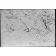 Un papillon photographié durant l'opération Frühlingfest (fête du printemps).