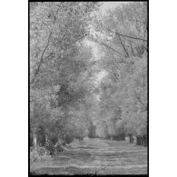 Rangée d'arbres au printemps durant l'opération Frühlingfest.