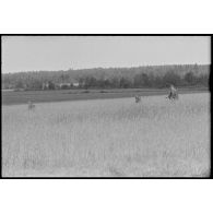 Progression de fantassins allemands dans les blés durant l'opération Frühlingfest.