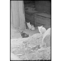 Des chatons photographiés devant l'abri construit pour la résistance locale.