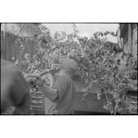 Jadgpanzer 38 (t) "Hetzer" (Sd.Kfz. 138/2) du Panzerjäger-Abteilung.731.