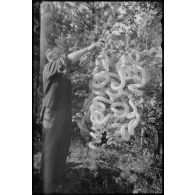 Décoration dans un arbre.