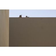Des soldats du 92e régiment d'infanterie (RI) sécurise le périmètre depuis le toit d'un immeuble à Al Hamra, aux Emirats arabes unis.