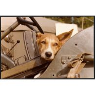 N'Djamena      - Mascotte du peloton pendant l'opération "Tacaud" (II° escadron du RICM, photographe : Lieutenant De Stabenrath). [légende d'origine]<br>