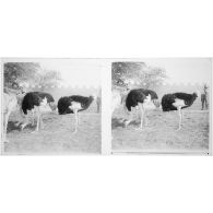 [Autruches].<br>