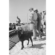 Déchargement d'un Marinefährprahm de la marine allemande (Kriegsmarine), ici la cargaison est constituée de bêtes (chèvres et de moutons).