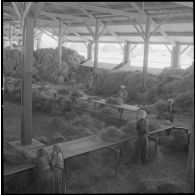 Récolte de l'alfa à Aïn Sekhouna et filage dans l'usine de Kraffalah.