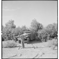 Camouflage d'un scout-car M3A1 du 3e RSAR (régiment de spahis algériens de reconnaissance) au cours d'une manoeuvre du CEF (corps expéditionnaire français) dans le Sud algérien.