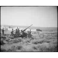 Mise en batterie d'un canon antiaérien de 40 mm Bofors au cours d'une manoeuvre du CEF (corps expéditionnaire français), avant l'engagement sur le front italien.