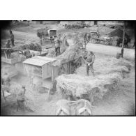 Des soldats réquisitionnés battent des céréales à l'aide d'une batteuse dans une zone évacuée de la 4e armée.