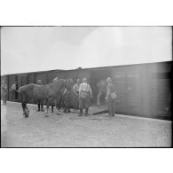 Chargement de chevaux dans un wagon sur le quai d'une gare du secteur de la 4e armée,